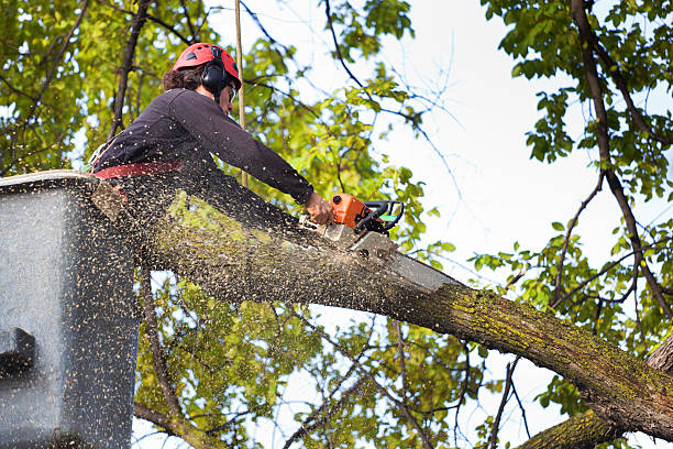 How Our Tree Care Process Works  in  Piedmont, SD